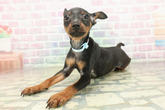 山梨県のミニチュアピンシャー (Coo&RIKU甲府昭和通り店/2025年10月24日生まれ/男の子/ブラックタン)の子犬の2枚目の画像