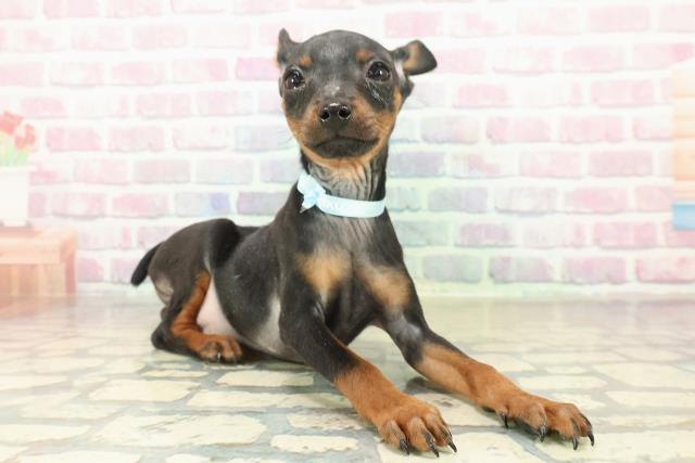 山梨県のミニチュアピンシャー (Coo&RIKU甲府昭和通り店/2025年10月24日生まれ/男の子/ブラックタン)の子犬の3枚目の画像