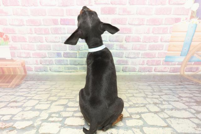 山梨県のミニチュアピンシャー (Coo&RIKU甲府昭和通り店/2025年10月24日生まれ/男の子/ブラックタン)の子犬の4枚目の画像