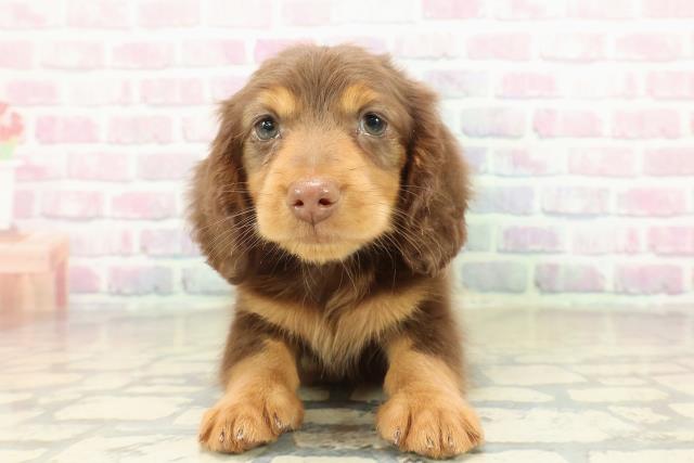 千葉県のミニチュアダックスフンド(ロング) (Coo&RIKUアクロスモール新鎌ケ谷店/2025年10月24日生まれ/男の子/チョコレートタン)の子犬の1枚目の画像