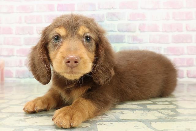 千葉県のミニチュアダックスフンド(ロング) (Coo&RIKUアクロスモール新鎌ケ谷店/2025年10月24日生まれ/男の子/チョコレートタン)の子犬の2枚目の画像