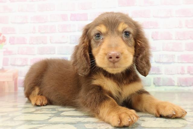 千葉県のミニチュアダックスフンド(ロング) (Coo&RIKUアクロスモール新鎌ケ谷店/2025年10月24日生まれ/男の子/チョコレートタン)の子犬の3枚目の画像