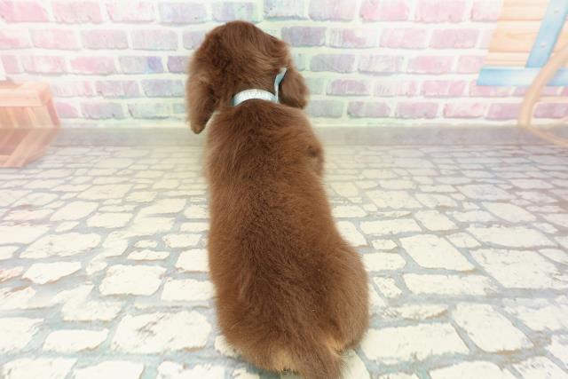 千葉県のミニチュアダックスフンド(ロング) (Coo&RIKUアクロスモール新鎌ケ谷店/2025年10月24日生まれ/男の子/チョコレートタン)の子犬の4枚目の画像