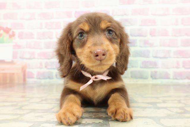 兵庫県のミニチュアダックスフンド(ロング) (Coo&RIKU尼崎店/2025年10月24日生まれ/女の子/チョコレートタン)の子犬の1枚目の画像