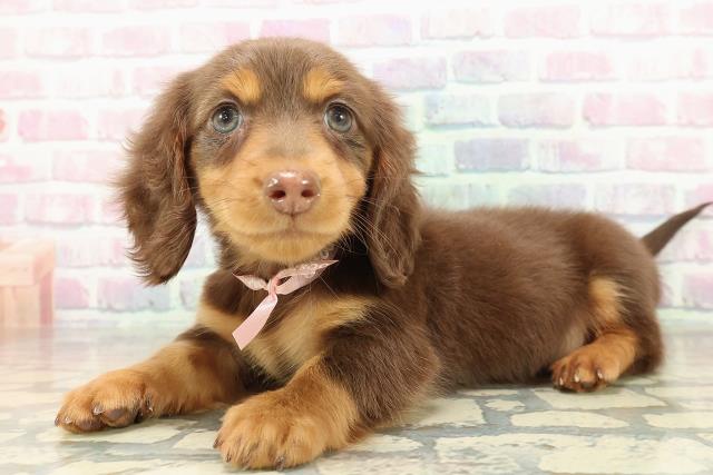 兵庫県のミニチュアダックスフンド(ロング) (Coo&RIKU尼崎店/2025年10月24日生まれ/女の子/チョコレートタン)の子犬の2枚目の画像