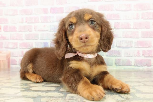 兵庫県のミニチュアダックスフンド(ロング) (Coo&RIKU尼崎店/2025年10月24日生まれ/女の子/チョコレートタン)の子犬の3枚目の画像