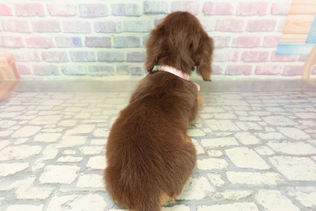 兵庫県のミニチュアダックスフンド(ロング) (Coo&RIKU尼崎店/2025年10月24日生まれ/女の子/チョコレートタン)の子犬の4枚目の画像