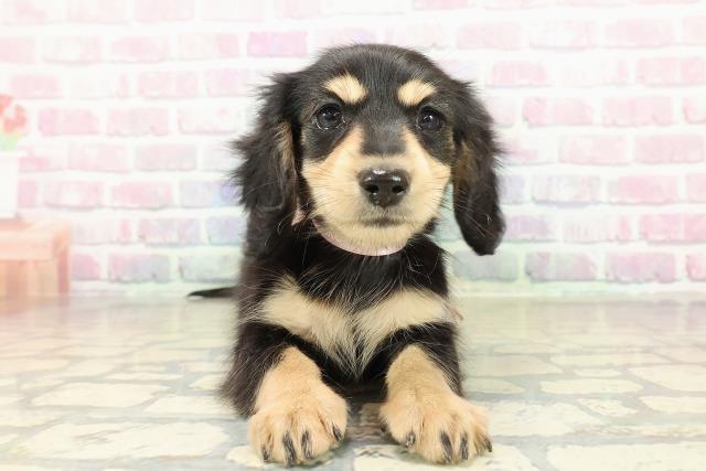 千葉県のミニチュアダックスフンド(ロング) (Coo&RIKU若葉都賀店/2025年10月24日生まれ/女の子/ブラックタン)の子犬の1枚目の画像