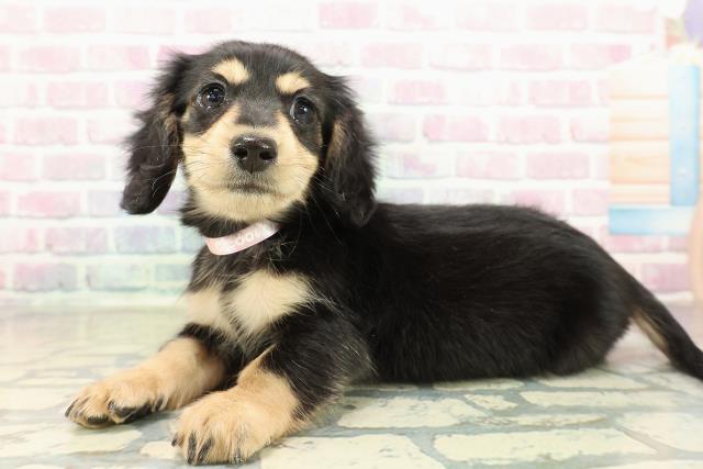 千葉県のミニチュアダックスフンド(ロング) (Coo&RIKU若葉都賀店/2025年10月24日生まれ/女の子/ブラックタン)の子犬の2枚目の画像