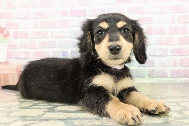 千葉県のミニチュアダックスフンド(ロング) (Coo&RIKU若葉都賀店/2025年10月24日生まれ/女の子/ブラックタン)の子犬の3枚目の画像