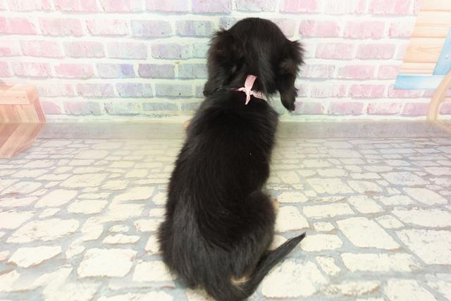 千葉県のミニチュアダックスフンド(ロング) (Coo&RIKU若葉都賀店/2025年10月24日生まれ/女の子/ブラックタン)の子犬の4枚目の画像