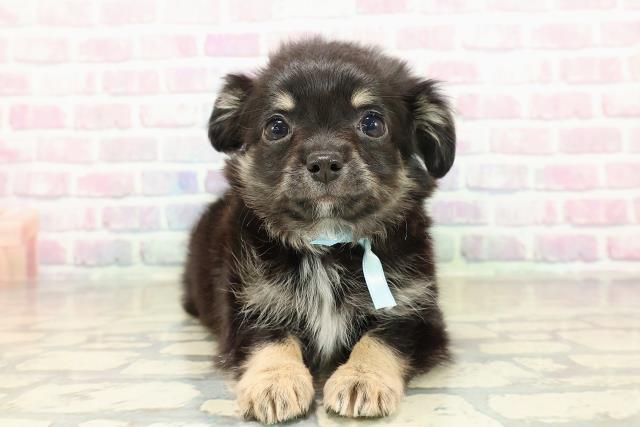 埼玉県のチワワ(ロング) (Coo&RIKU川越店/2025年10月24日生まれ/男の子/ブラックタンホワイト)の子犬の1枚目の画像