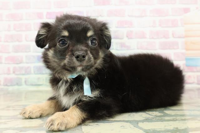 埼玉県のチワワ(ロング) (Coo&RIKU川越店/2025年10月24日生まれ/男の子/ブラックタンホワイト)の子犬の2枚目の画像