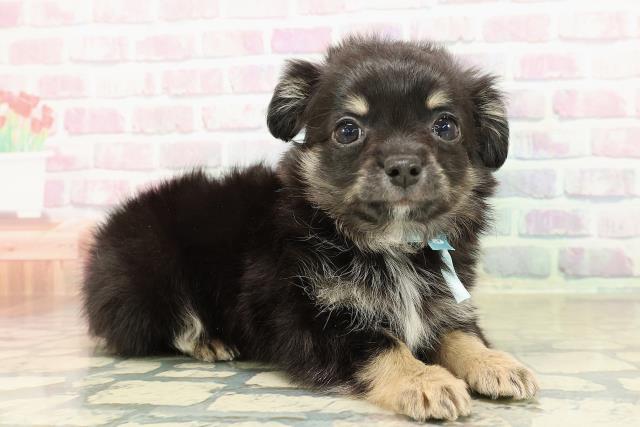 埼玉県のチワワ(ロング) (Coo&RIKU川越店/2025年10月24日生まれ/男の子/ブラックタンホワイト)の子犬の3枚目の画像