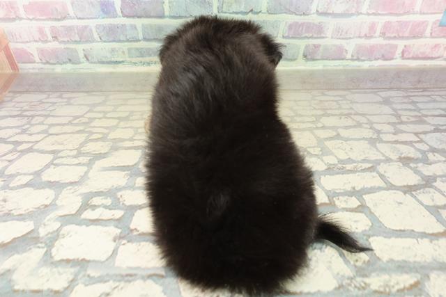 埼玉県のチワワ(ロング) (Coo&RIKU川越店/2025年10月24日生まれ/男の子/ブラックタンホワイト)の子犬の4枚目の画像