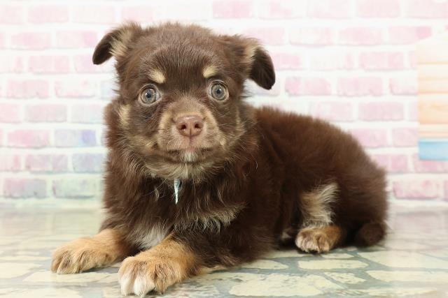 東京都のチワワ(ロング) (Coo&RIKU八王子西店/2025年10月24日生まれ/男の子/チョコレートタンホワイト)の子犬の2枚目の画像