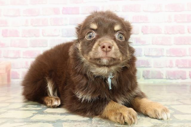 東京都のチワワ(ロング) (Coo&RIKU八王子西店/2025年10月24日生まれ/男の子/チョコレートタンホワイト)の子犬の3枚目の画像