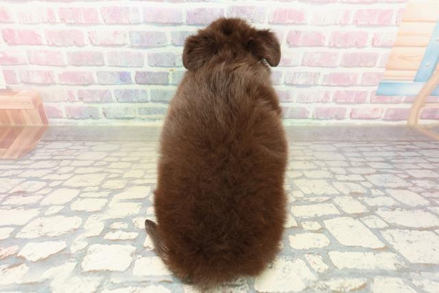 東京都のチワワ(ロング) (Coo&RIKU八王子西店/2025年10月24日生まれ/男の子/チョコレートタンホワイト)の子犬の4枚目の画像