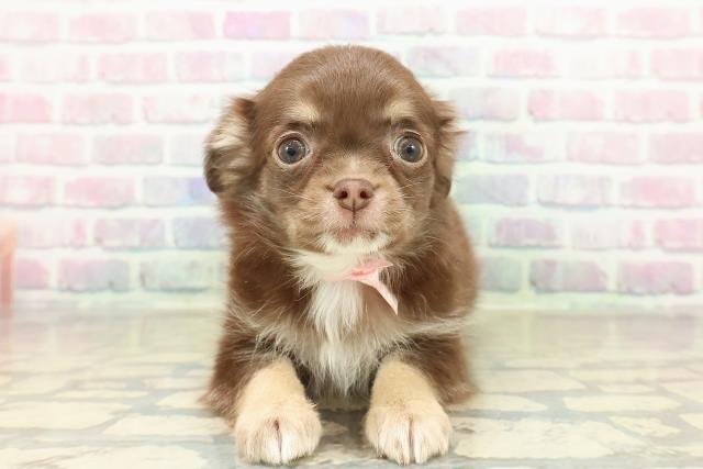 チワワ（ロングコート）