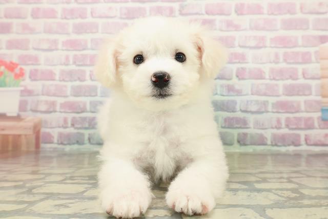 千葉県のビションフリーゼ (Coo&RIKUアクロスモール新鎌ケ谷店/2025年10月24日生まれ/男の子/ホワイト)の子犬の1枚目の画像