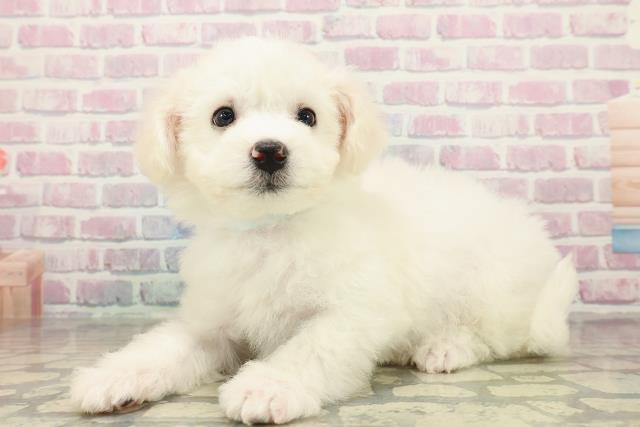 千葉県のビションフリーゼ (Coo&RIKUアクロスモール新鎌ケ谷店/2025年10月24日生まれ/男の子/ホワイト)の子犬の2枚目の画像