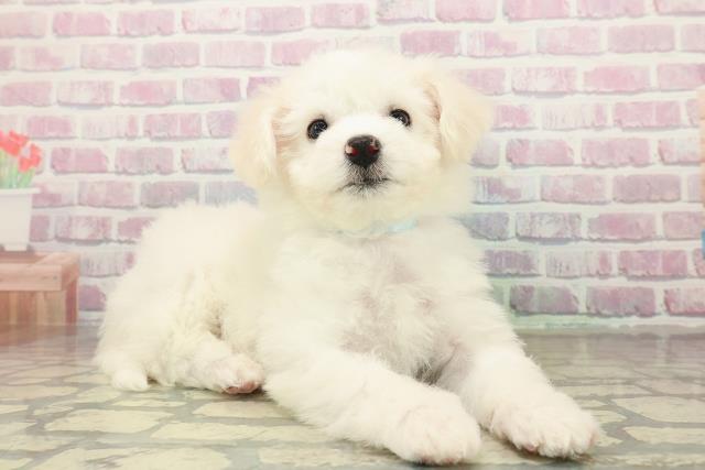 千葉県のビションフリーゼ (Coo&RIKUアクロスモール新鎌ケ谷店/2025年10月24日生まれ/男の子/ホワイト)の子犬の3枚目の画像