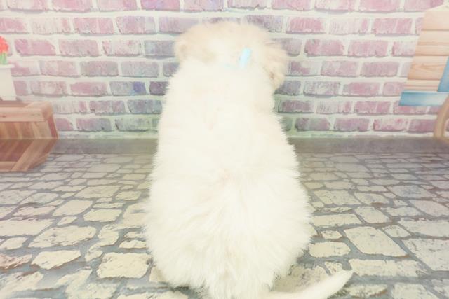 千葉県のビションフリーゼ (Coo&RIKUアクロスモール新鎌ケ谷店/2025年10月24日生まれ/男の子/ホワイト)の子犬の4枚目の画像