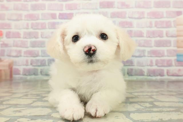 山梨県のビションフリーゼ (Coo&RIKU甲府昭和通り店/2025年10月24日生まれ/女の子/ホワイト)の子犬の1枚目の画像