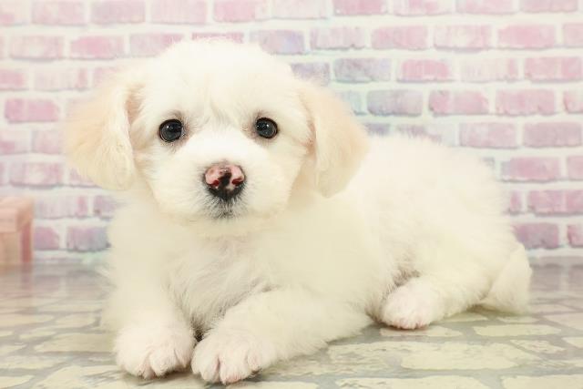 山梨県のビションフリーゼ (Coo&RIKU甲府昭和通り店/2025年10月24日生まれ/女の子/ホワイト)の子犬の2枚目の画像