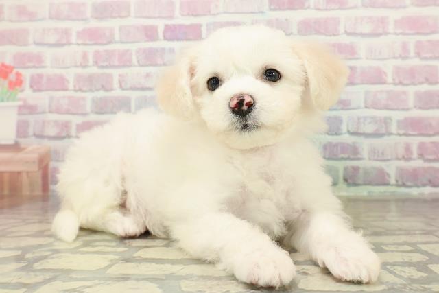 山梨県のビションフリーゼ (Coo&RIKU甲府昭和通り店/2025年10月24日生まれ/女の子/ホワイト)の子犬の3枚目の画像