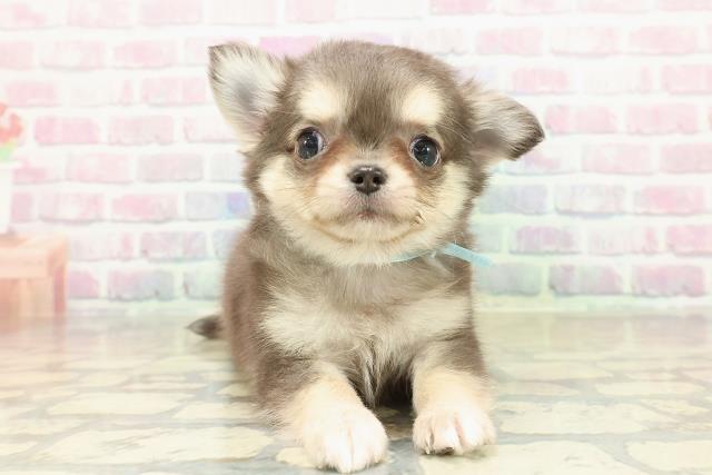 三重県のチワワ(ロング) (Coo&RIKU津高茶屋店/2025年10月25日生まれ/男の子/ブルータン)の子犬の1枚目の画像