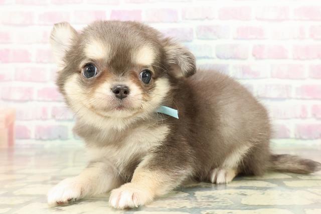 三重県のチワワ(ロング) (Coo&RIKU津高茶屋店/2025年10月25日生まれ/男の子/ブルータン)の子犬の2枚目の画像