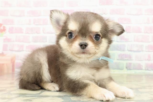 三重県のチワワ(ロング) (Coo&RIKU津高茶屋店/2025年10月25日生まれ/男の子/ブルータン)の子犬の3枚目の画像