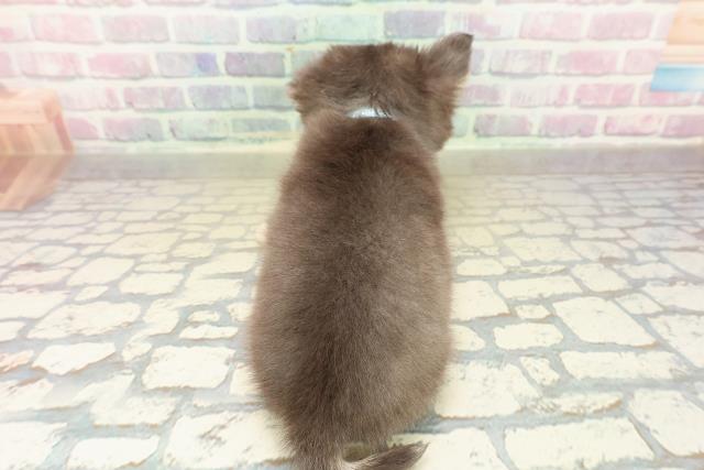 三重県のチワワ(ロング) (Coo&RIKU津高茶屋店/2025年10月25日生まれ/男の子/ブルータン)の子犬の4枚目の画像