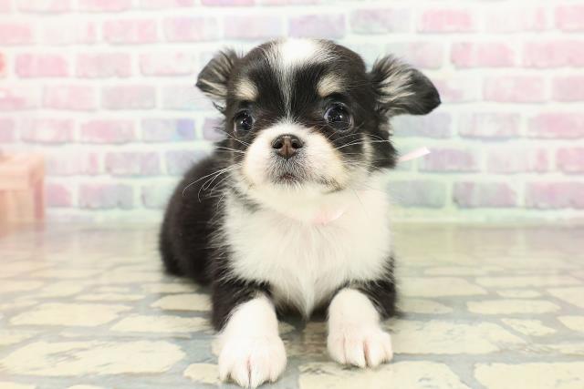 チワワ（ロングコート）