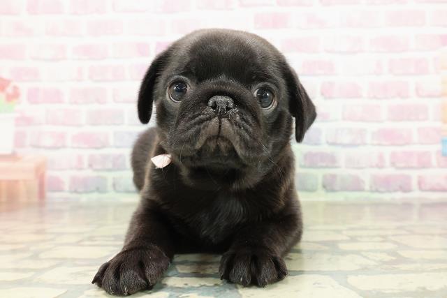 三重県のパグ (Coo&RIKU津高茶屋店/2025年10月26日生まれ/女の子/ブラック)の子犬の1枚目の画像