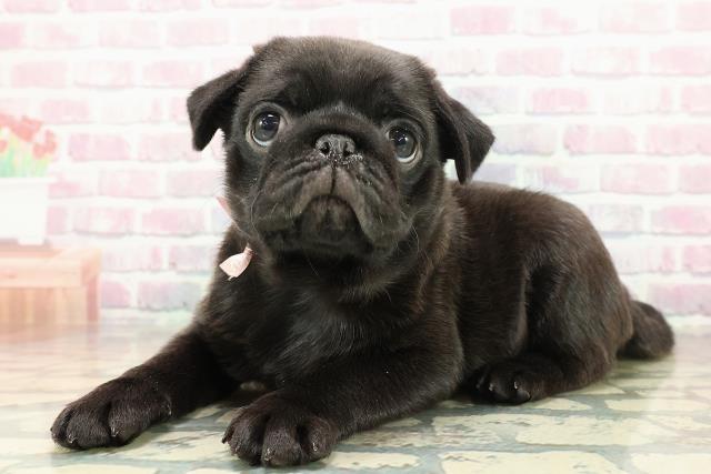 三重県のパグ (Coo&RIKU津高茶屋店/2025年10月26日生まれ/女の子/ブラック)の子犬の2枚目の画像