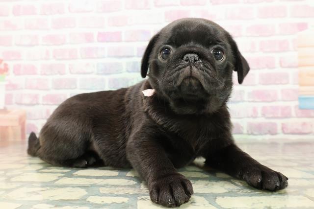 三重県のパグ (Coo&RIKU津高茶屋店/2025年10月26日生まれ/女の子/ブラック)の子犬の3枚目の画像