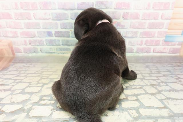 三重県のパグ (Coo&RIKU津高茶屋店/2025年10月26日生まれ/女の子/ブラック)の子犬の4枚目の画像