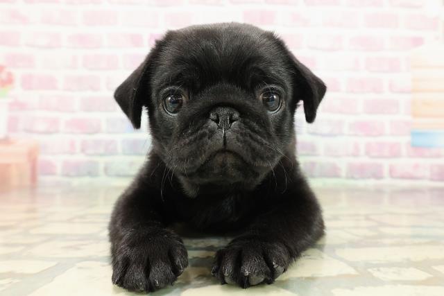 千葉県のパグ (Coo&RIKUアクロスモール新鎌ケ谷店/2025年10月26日生まれ/女の子/ブラック)の子犬の1枚目の画像