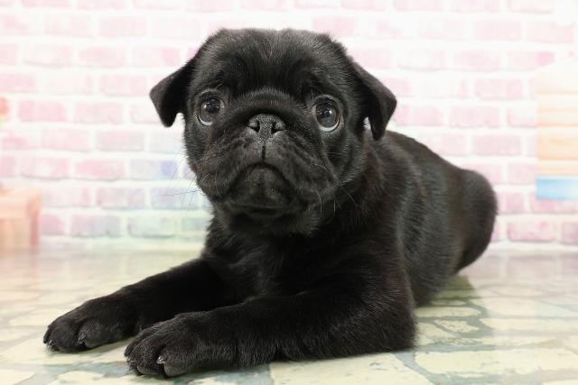 千葉県のパグ (Coo&RIKUアクロスモール新鎌ケ谷店/2025年10月26日生まれ/女の子/ブラック)の子犬の2枚目の画像