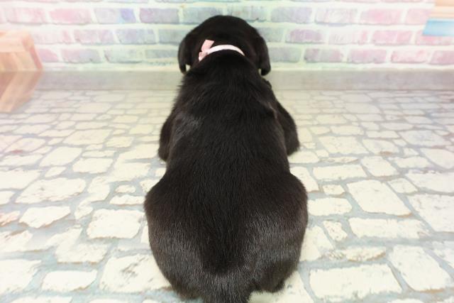 千葉県のパグ (Coo&RIKUアクロスモール新鎌ケ谷店/2025年10月26日生まれ/女の子/ブラック)の子犬の4枚目の画像