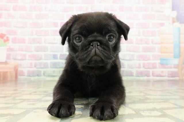 東京都のパグ (Coo&RIKU足立本店/2025年10月26日生まれ/女の子/ブラック)の子犬の1枚目の画像