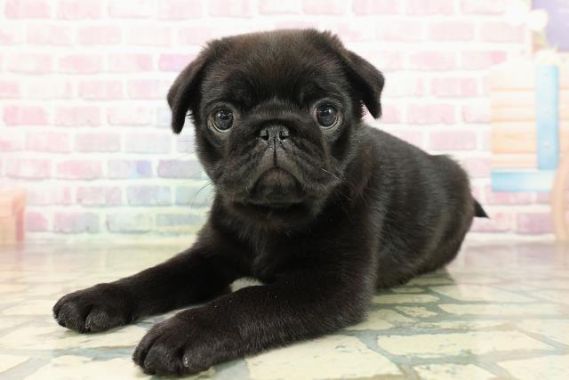 東京都のパグ (Coo&RIKU足立本店/2025年10月26日生まれ/女の子/ブラック)の子犬の2枚目の画像