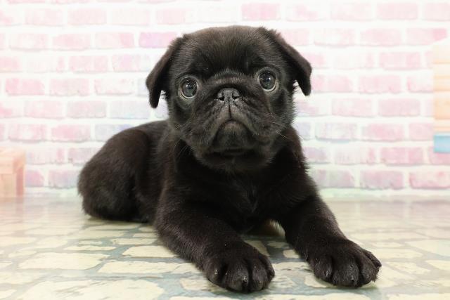 東京都のパグ (Coo&RIKU足立本店/2025年10月26日生まれ/女の子/ブラック)の子犬の3枚目の画像