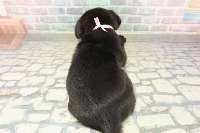 東京都のパグ (Coo&RIKU足立本店/2025年10月26日生まれ/女の子/ブラック)の子犬の4枚目の画像