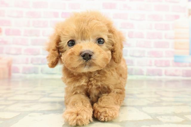 栃木県のトイプードル(トイ) (Coo&RIKUイオンタウン佐野店/2025年10月27日生まれ/男の子/アプリコット)の子犬の1枚目の画像