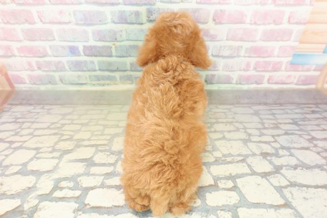 栃木県のトイプードル(トイ) (Coo&RIKUイオンタウン佐野店/2025年10月27日生まれ/男の子/アプリコット)の子犬の4枚目の画像