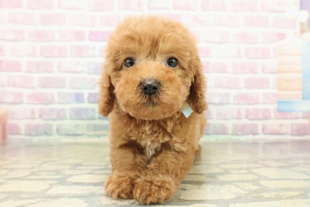 愛知県のトイプードル(トイ) (Coo&RIKU名古屋みなと店/2025年10月27日生まれ/男の子/レッド)の子犬の1枚目の画像