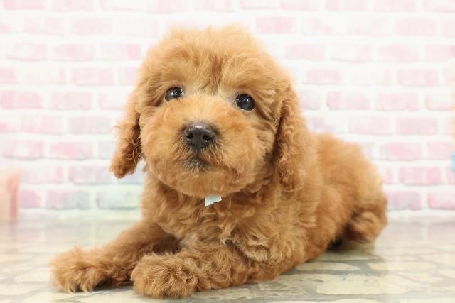 愛知県のトイプードル(トイ) (Coo&RIKU名古屋みなと店/2025年10月27日生まれ/男の子/レッド)の子犬の2枚目の画像